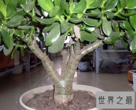 中国最大的玉树，生长了20多年