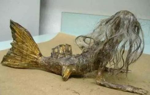 世界上真实的有美人鱼吗（海洋中真的存在美人鱼吗）(3)