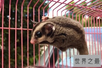 ​蜜袋鼯多少钱一只？你家小蜜贵吗？