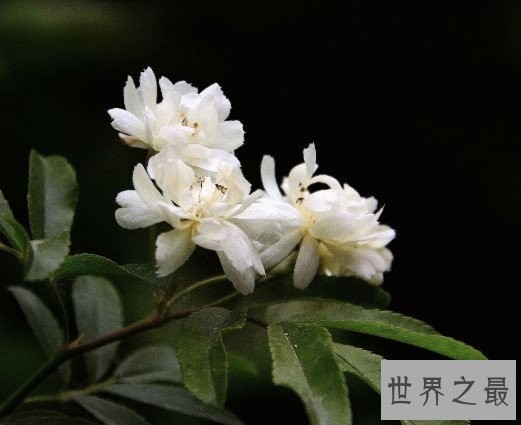 世界上最美的玫瑰花,种植2到3年后才会开花