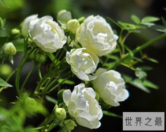 世界上最美的玫瑰花,种植2到3年后才会开花