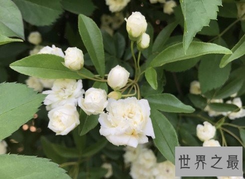 世界上最美的玫瑰花,种植2到3年后才会开花