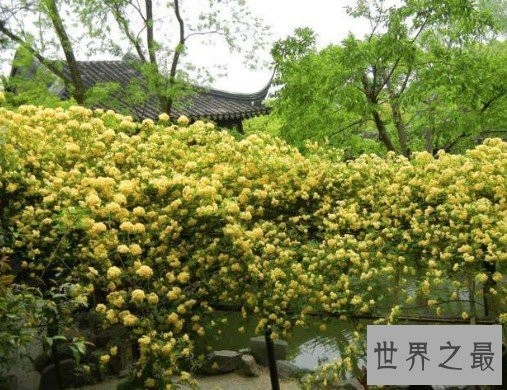 世界上最美的玫瑰花,种植2到3年后才会开花