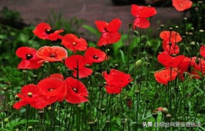 到底种多少株罂粟不犯法?快戳开看答案
