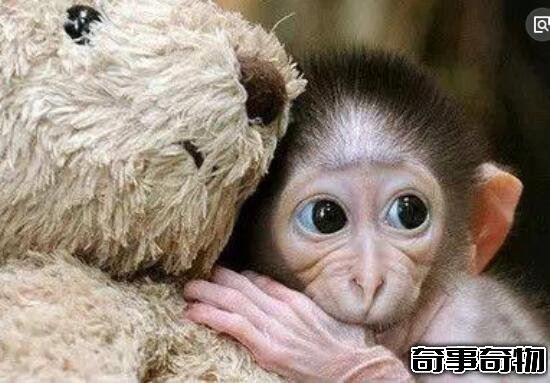 中国十大禁菜(猴头也是中国十大禁菜之一)(4)_