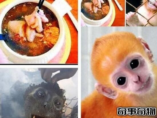 中国十大禁菜(猴头也是中国十大禁菜之一)(3)_