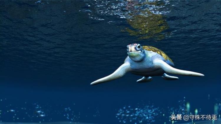 世界上的冷知识,奇异冷知识