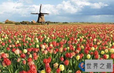 ​世界上最大的最美丽花海