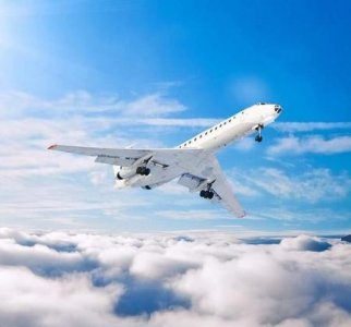 世界上什么动物最聪明?动物智商排名前10名(世界智商排名前十的动物)