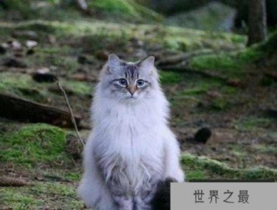 世界上最耐寒的猫,挪威森林猫可忍受零下16度