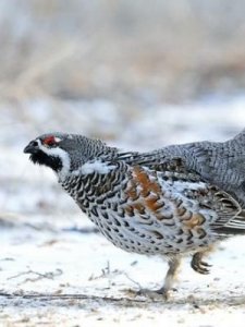 ​飞龙是什么动物(东北四大山珍飞龙)