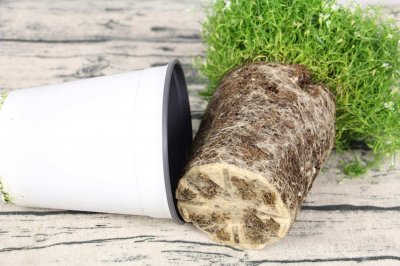 ​“满天星”做成干花后，简直美翻天！简单又实用，赶紧试试