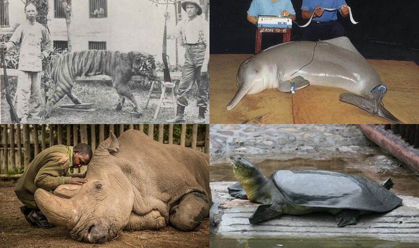 功能性灭绝什么意思(是怎么解释的)