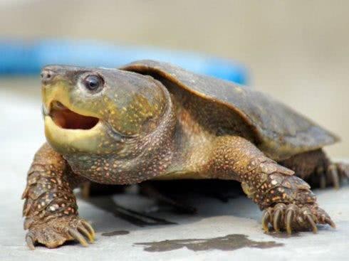 家里不得养的十大凶龟(分享5种不适合饲养的乌龟)