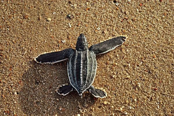 家里不得养的十大凶龟(分享5种不适合饲养的乌龟)