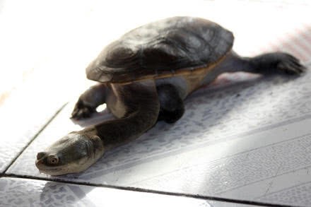 家里不得养的十大凶龟(分享5种不适合饲养的乌龟)