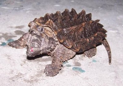 家里不得养的十大凶龟(分享5种不适合饲养的乌龟)