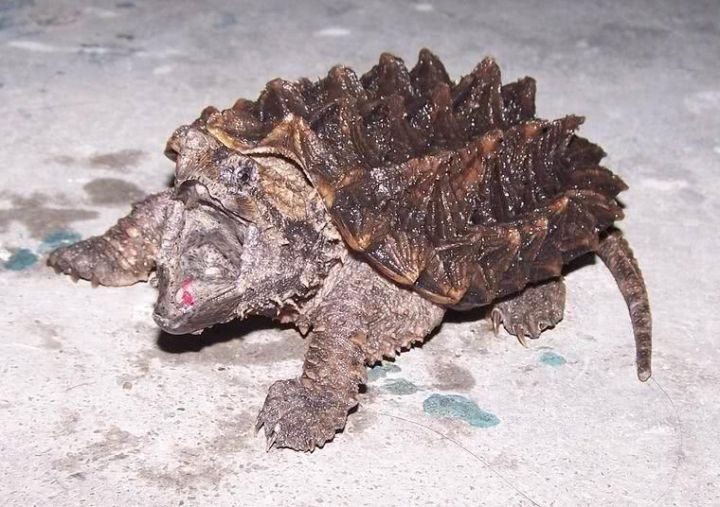 家里不得养的十大凶龟(分享5种不适合饲养的乌龟)