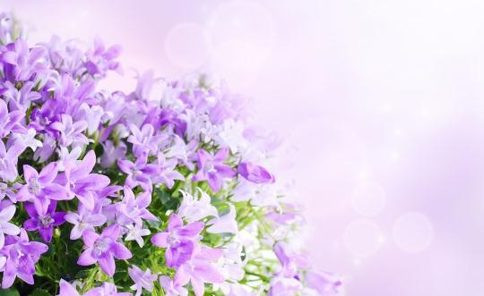 这样让鲜花更加鲜艳哦!