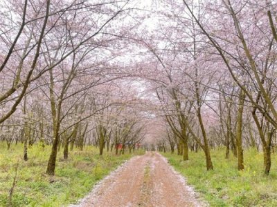 贵州纪行(四)一一平坝樱花园