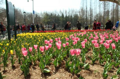 郁金香种球保存方法,郁金香种球怎么种植