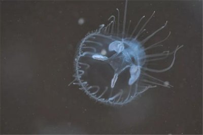 桃花水母:一种喜欢淡水的小型水母(相当干净清爽)