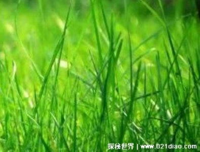 小草什么精神可以比作什么人,不惧艰险的精神(党员要有小草精神)