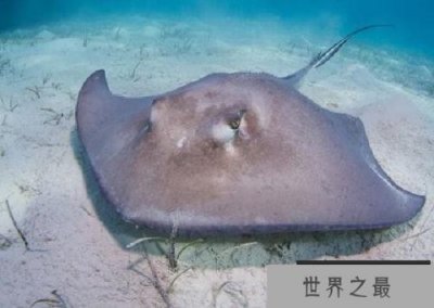 世界上最大的淡水鱼,巨型黄貂鱼重量达1吨