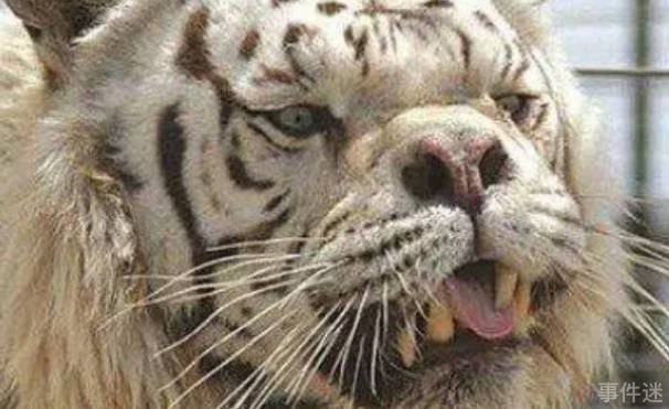 网络图片(侵删)