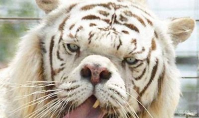 世界最丑老虎 面容狰狞五官丑陋(短鼻牙齿突出)