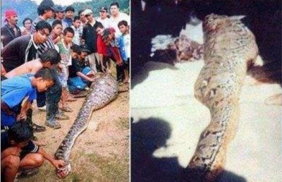 ​耸人听闻的大蛇吞人事变，巨蟒肚内惊睹佳友_图片