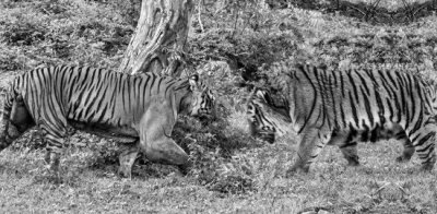 ​专吃东北虎的巨虎，远东北亚巨虎(体型是东北虎的两倍多)