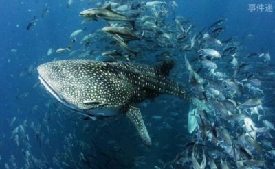 ​体型巨大无比的鱼 鲸鲨体长达20米(性格温和)
