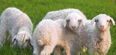 ​养羊50只一年赚几钱，一年大约有四万元成本