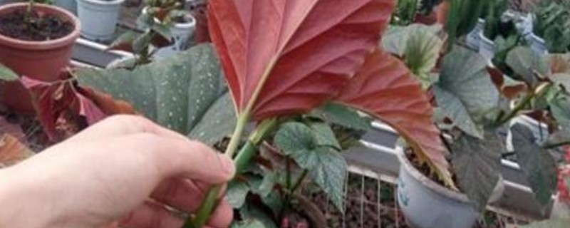 摘心打顶是什么意思(图1)