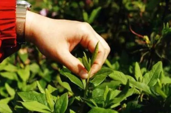 摘心打顶是什么意思(图3)