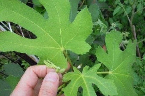 摘心打顶是什么意思(图2)