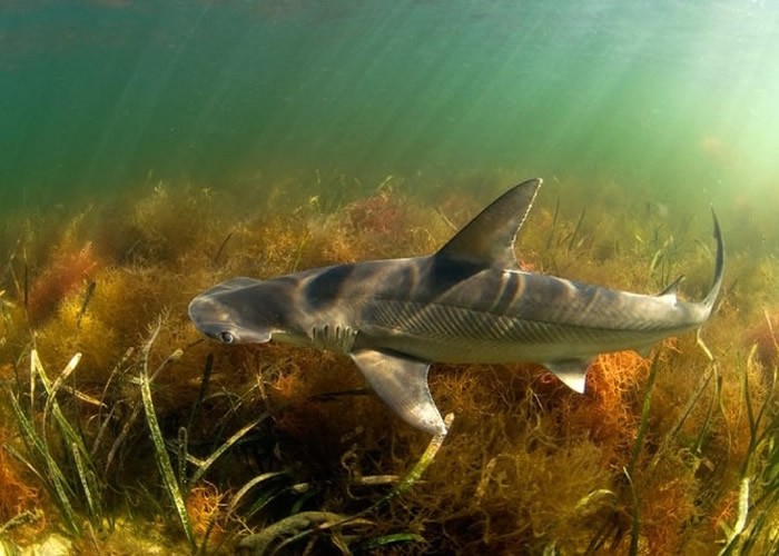 研究人员确认生长于大西洋及墨西哥湾的窄头双髻鲨属杂食性。