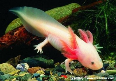 ​蝾螈有毒吗可以用手拿吗，会分泌河豚毒素(摸完后一定要洗手)