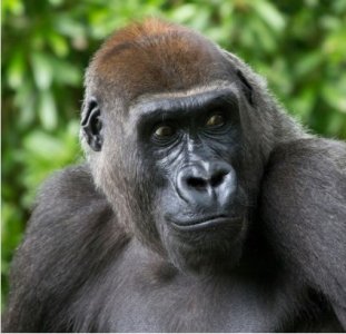 ​世界上最聪明的动物排行，除了人类（出乎意料）