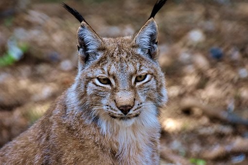 lynx-3334869__340.jpg