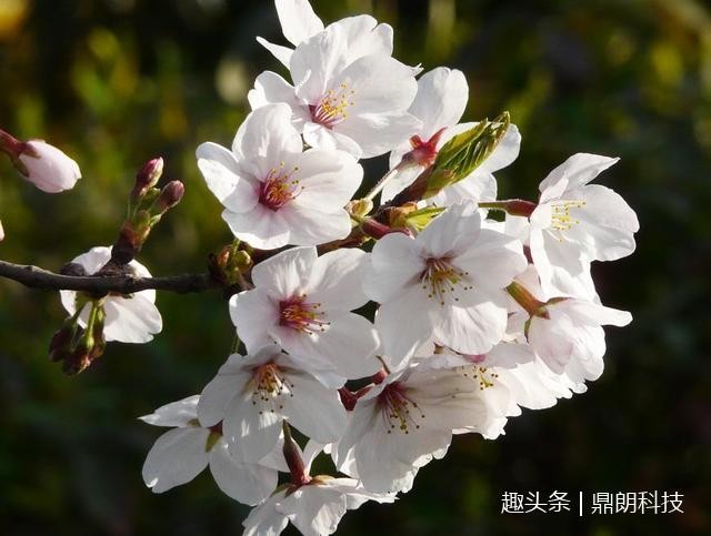 原来还有这样的樱花，看完涨姿势！