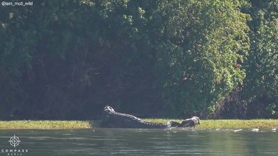 ​赞比亚卡富埃国家公园鳄鱼被水獭咬住尾巴痛到叫出声