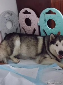 狗生完小狗应该吃什么(狗狗哺乳期间吃什么好)