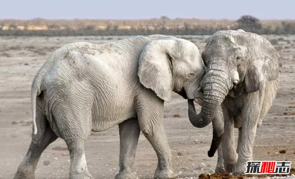 排名前10最通人情的动物 鹦鹉排第六,第三智商堪比三岁婴儿