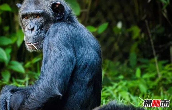 排名前10最通人情的动物 鹦鹉排第六,第三智商堪比三岁婴儿