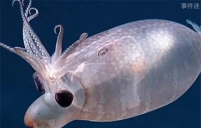 网络图片(侵删)