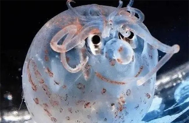 网络图片(侵删)