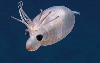 ​像小猪一样的鱿鱼 小猪鱿鱼比较可爱(能够发光)