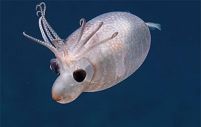 网络图片(侵删)